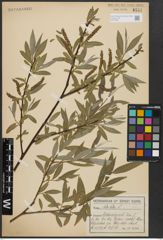 Foto von Salix alba L.